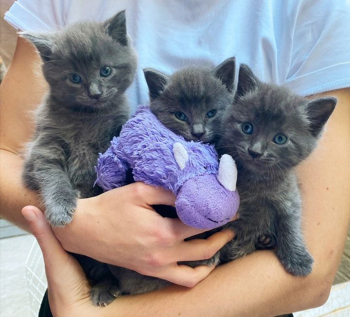 grey kittens cuddles